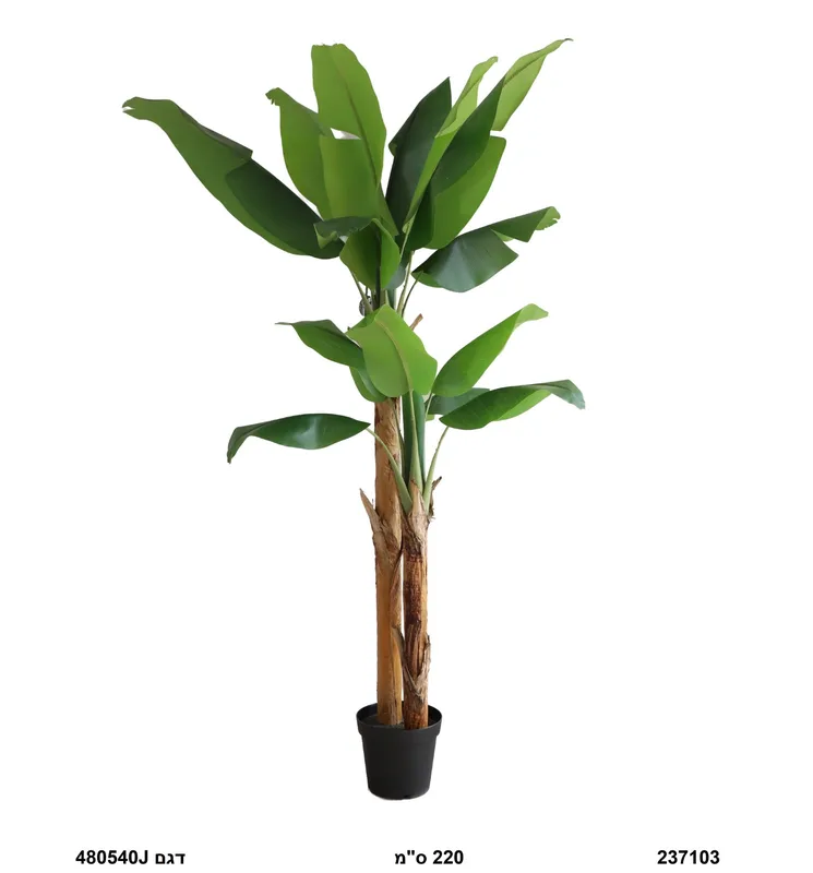עץ בננה | 220 ס"מ