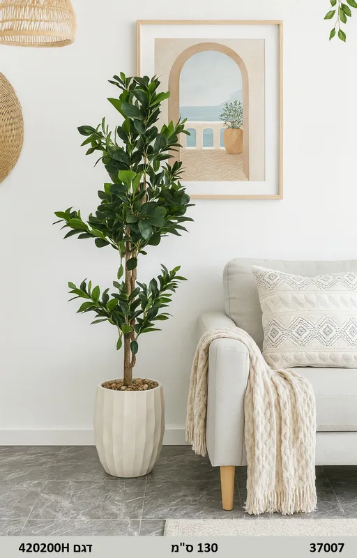 עציץ פיקוס | 130 ס"מ