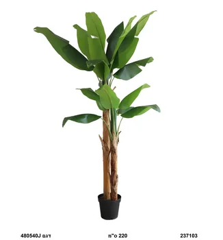 עץ בננה | 220 ס"מ